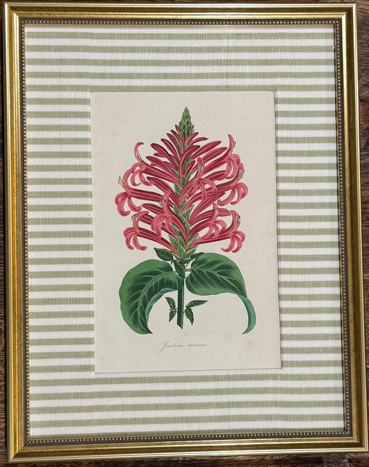 Justicia Custom Framed Botanical Print