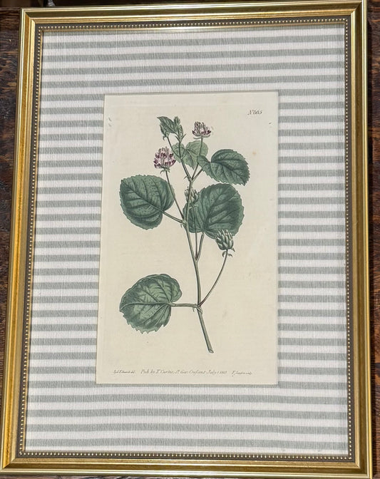 No. 665 Custom Framed Botanical Print