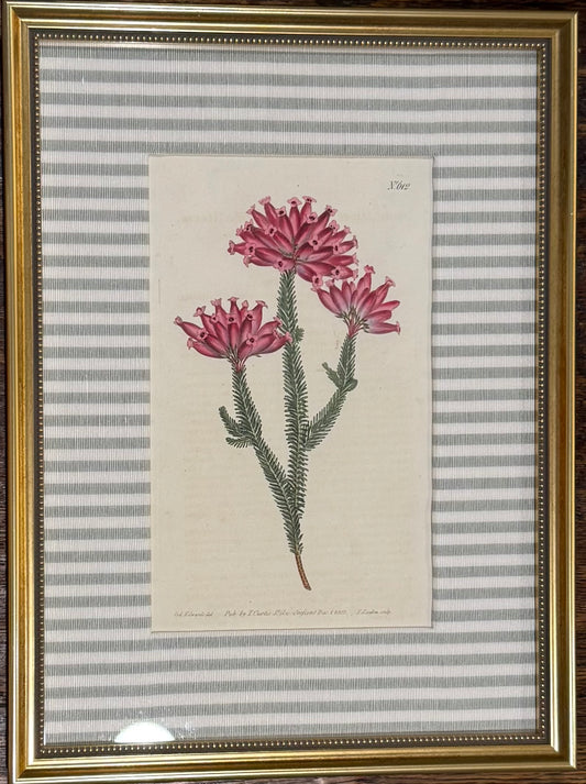 No. 612 Custom Framed Botanical Print