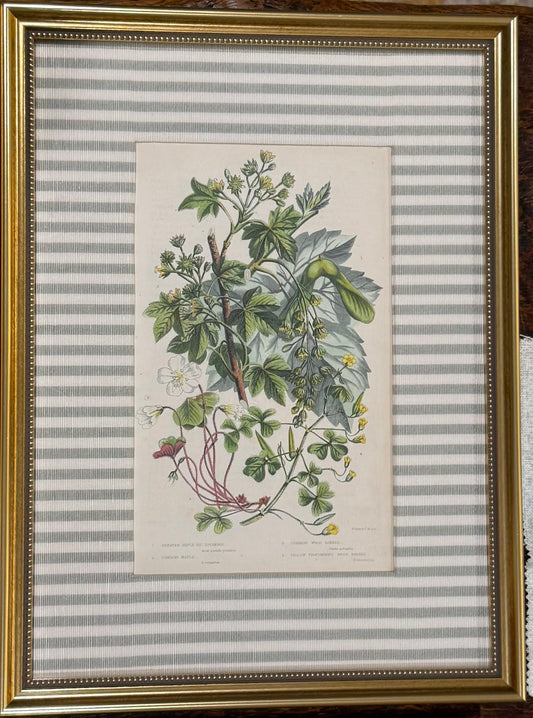 Greater Maple Custom Framed Botanical Print