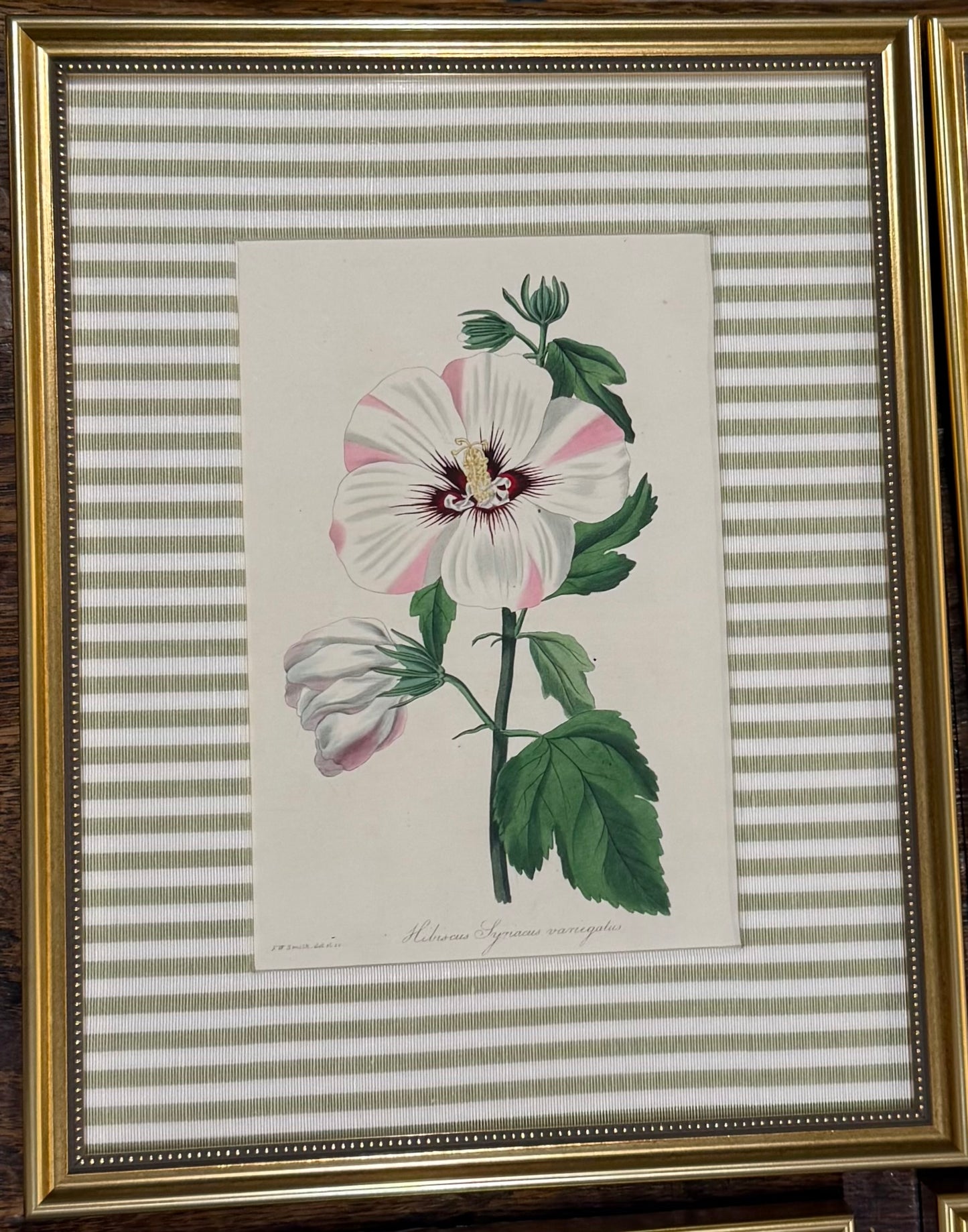 Hibiscus Custom Framed Botanical Print