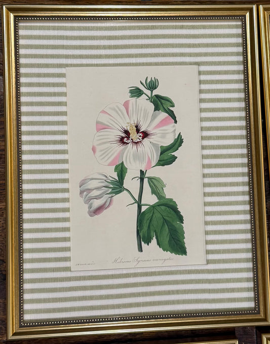 Hibiscus Custom Framed Botanical Print
