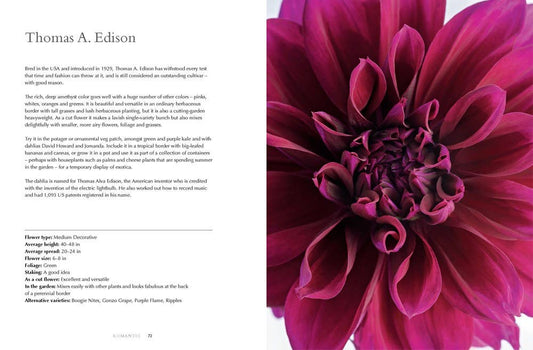 Dahlias; Beautiful Varieties for Home & Garden