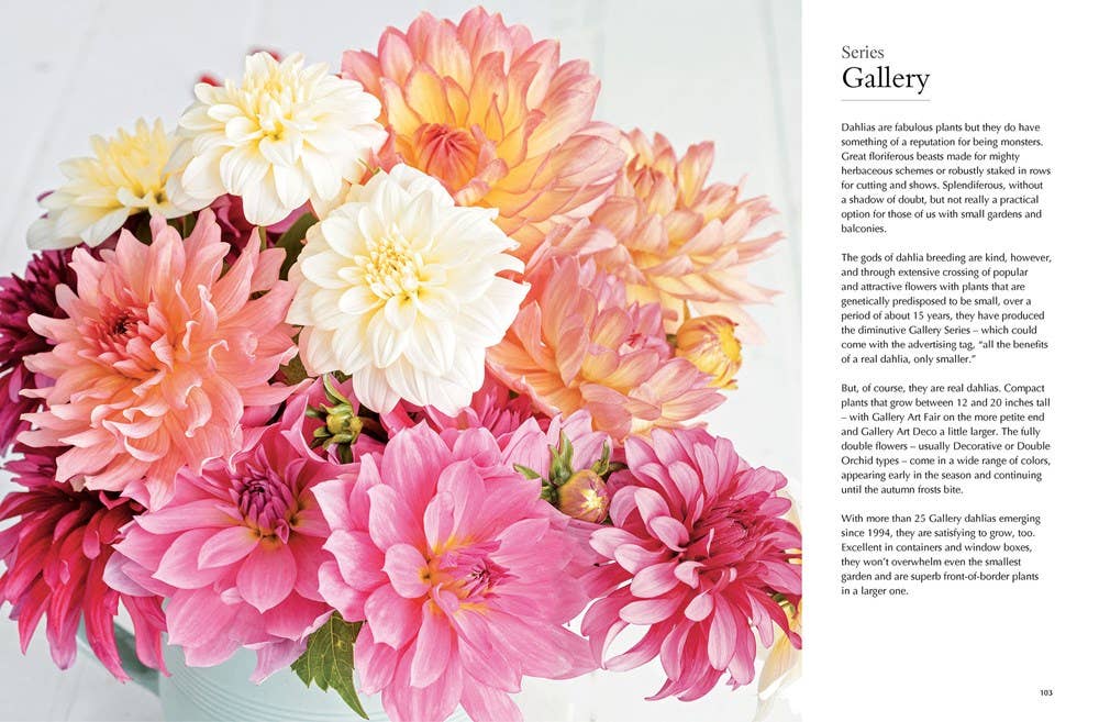 Dahlias; Beautiful Varieties for Home & Garden