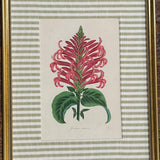 Justicia Custom Framed Botanical Print