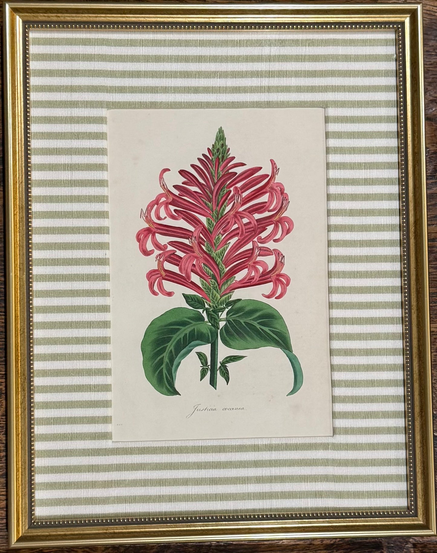 Justicia Custom Framed Botanical Print