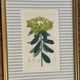 No. 2258 Custom Framed Botanical Print
