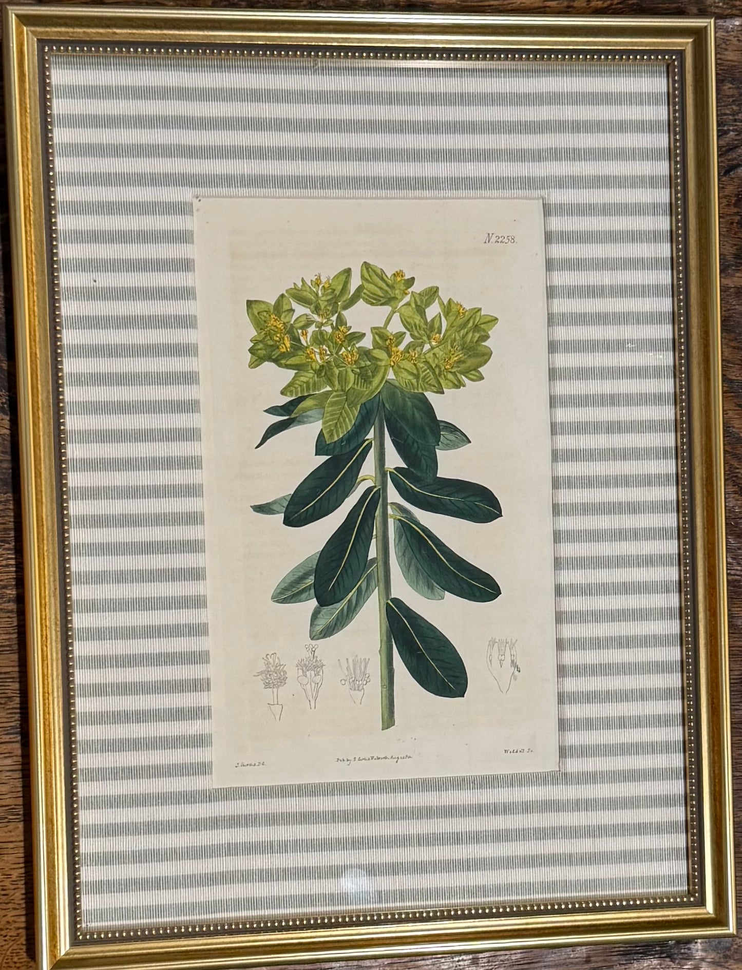 No. 2258 Custom Framed Botanical Print