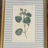 No. 665 Custom Framed Botanical Print