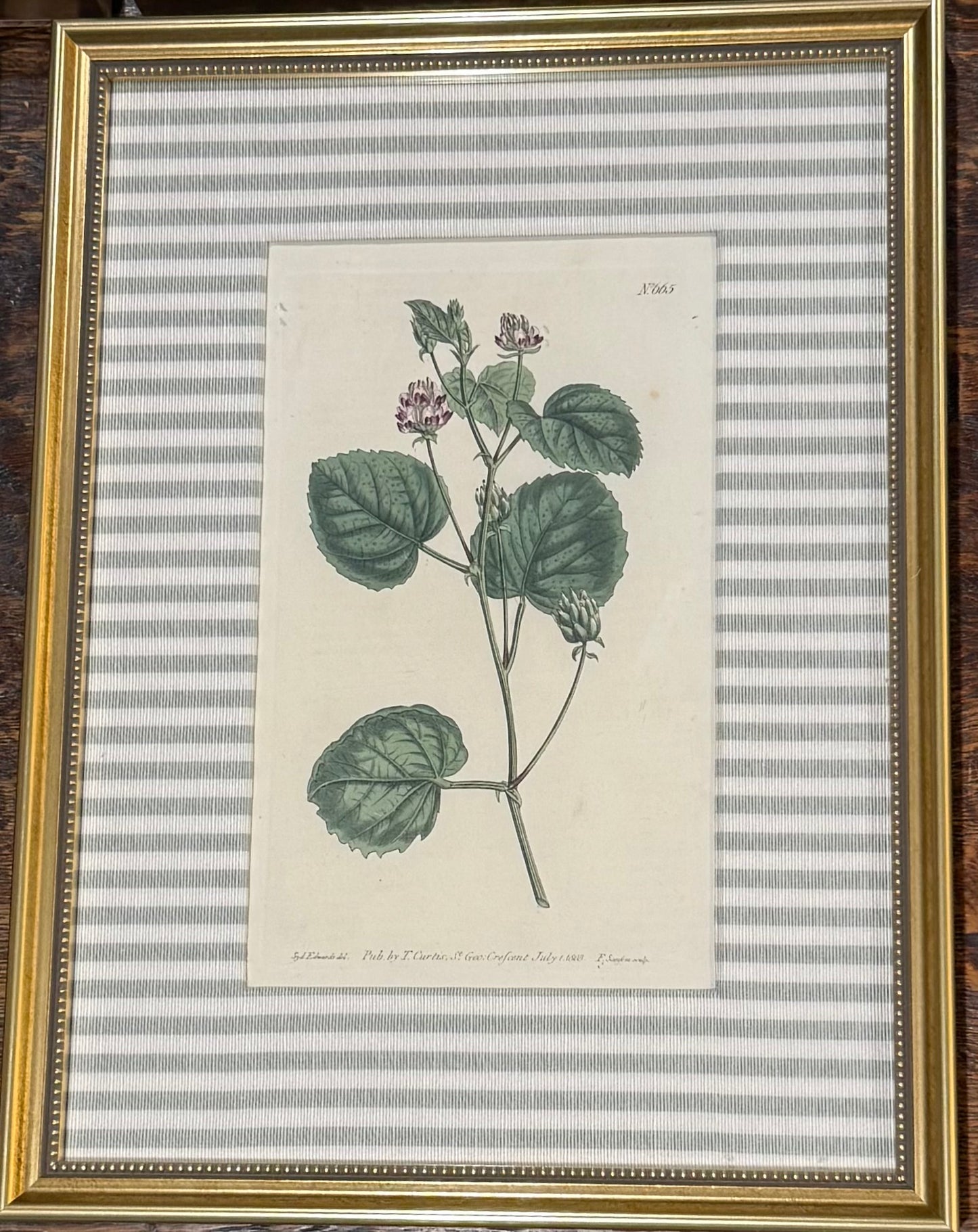 No. 665 Custom Framed Botanical Print