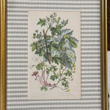 Greater Maple Custom Framed Botanical Print