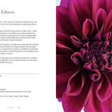 Dahlias; Beautiful Varieties for Home & Garden